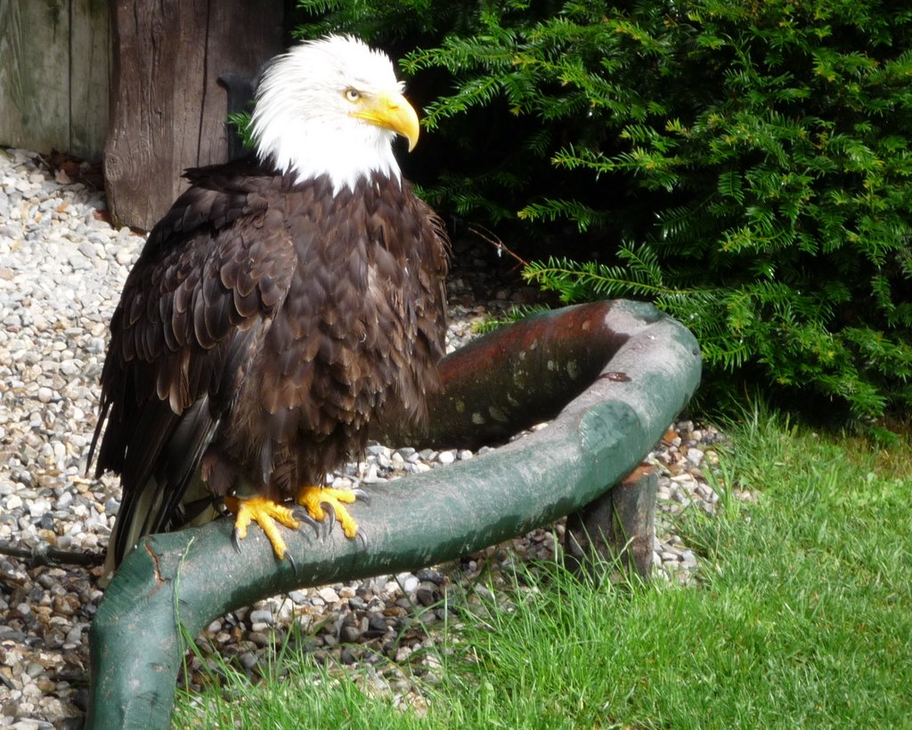 Eagle at Burg Hohenwerfen, by Dan Petersen by dan.petersen