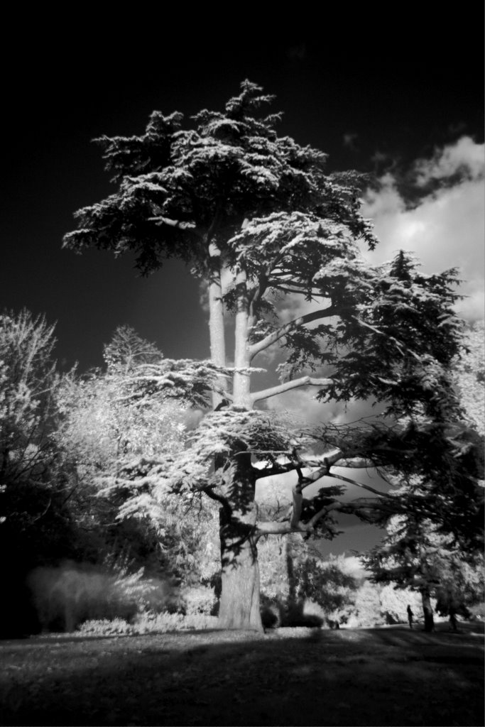 Gunnersbury Park, near to playground by ThomasSmith