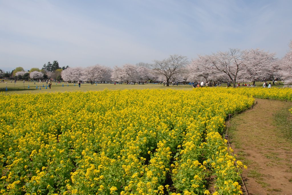 昭和記念公園の桜 by Nishiyama