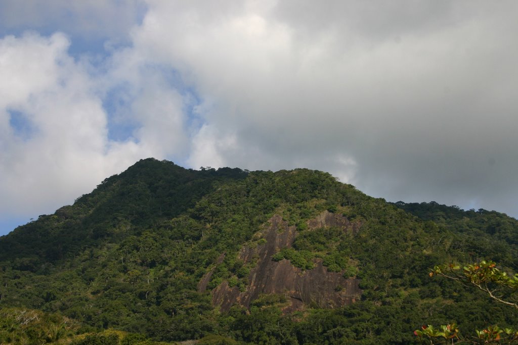 Mata Atlântica, Juréia - Peruíbe/SP by Celso Paris