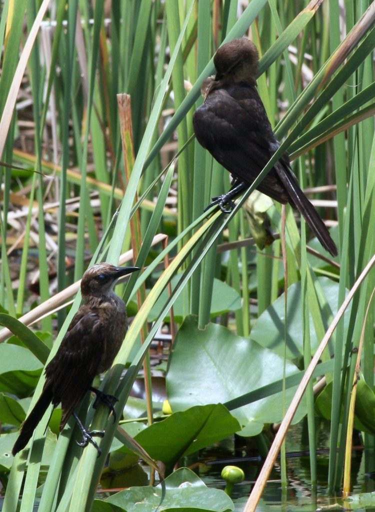 Birds in the Everglades Holiday Park Florida by tombarat