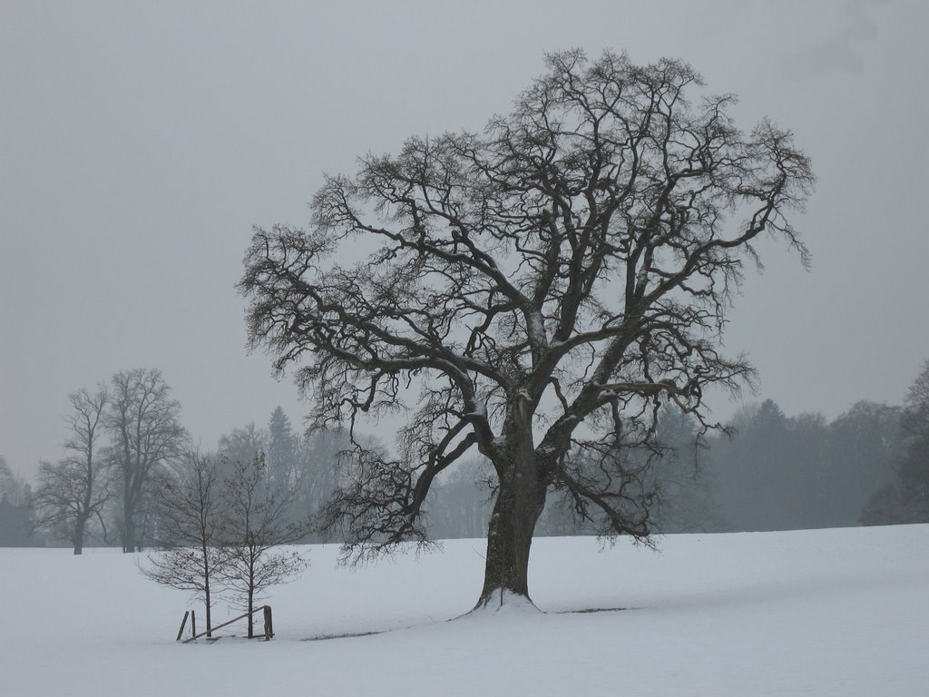 Winter im Park Bernried by Alois Sturm