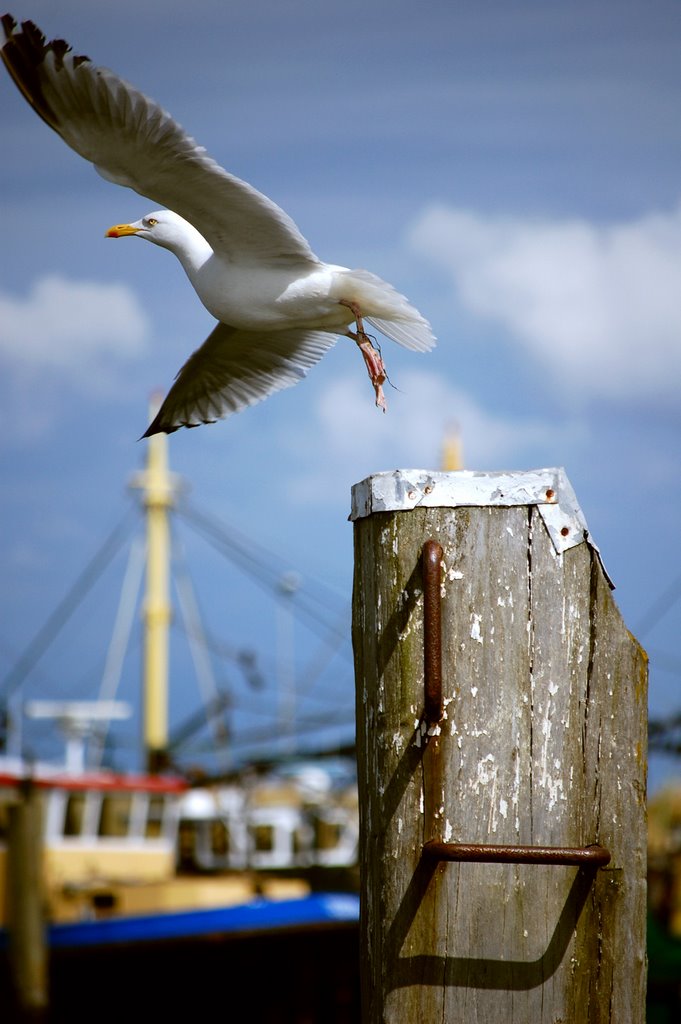 Bird taking of at the Beatrixhaven in Yerseke, Netherlands by Andre Speek