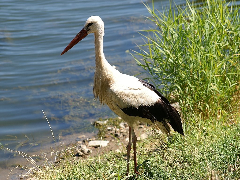 Ciconia ciconia, Πελαργός στην λίμνη Κερκίνη, Weißstorch am Kerkini-See, White stork at lake Kerkini by ><((((º>  methysmena…