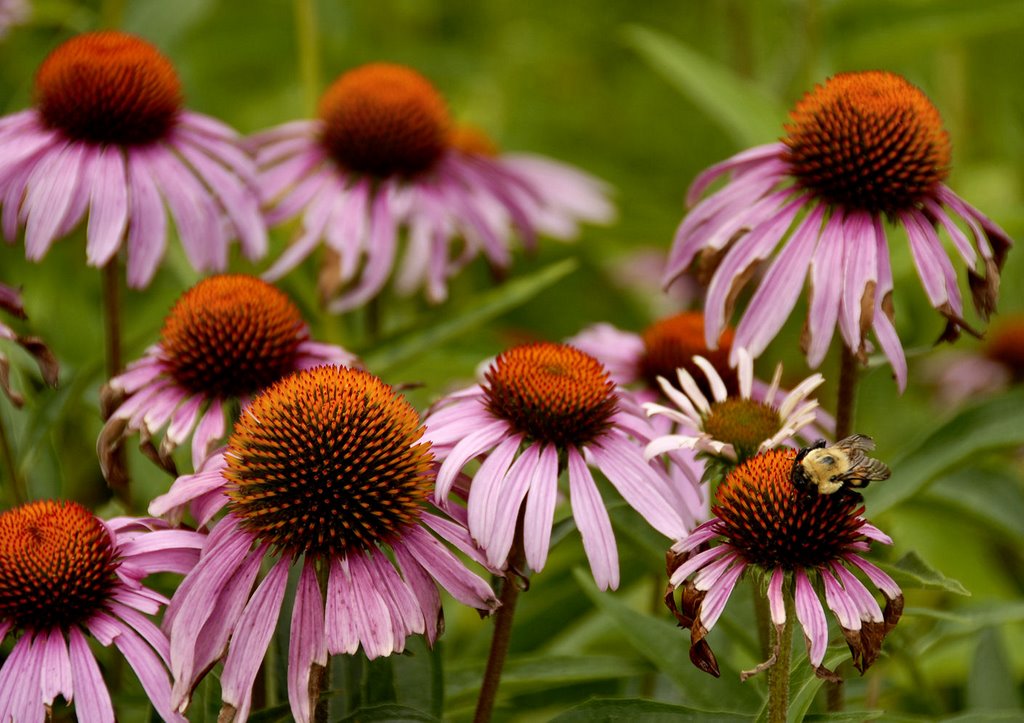 The Worker Bee of Mt. Holly, NJ by Hank Waxman