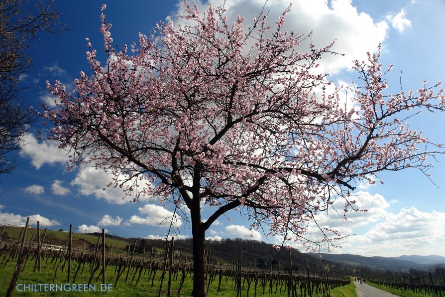 Frühling am Blüten- und Burgenweg by Michael Schäfer