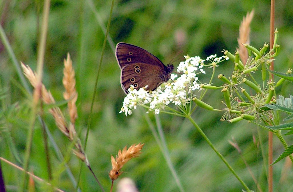 Brauner Waldvogel by Hans Ulrich H.