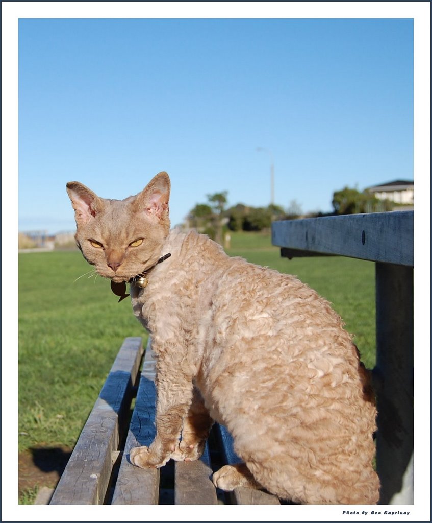 "Nemal" on the playground by Eva Kaprinay