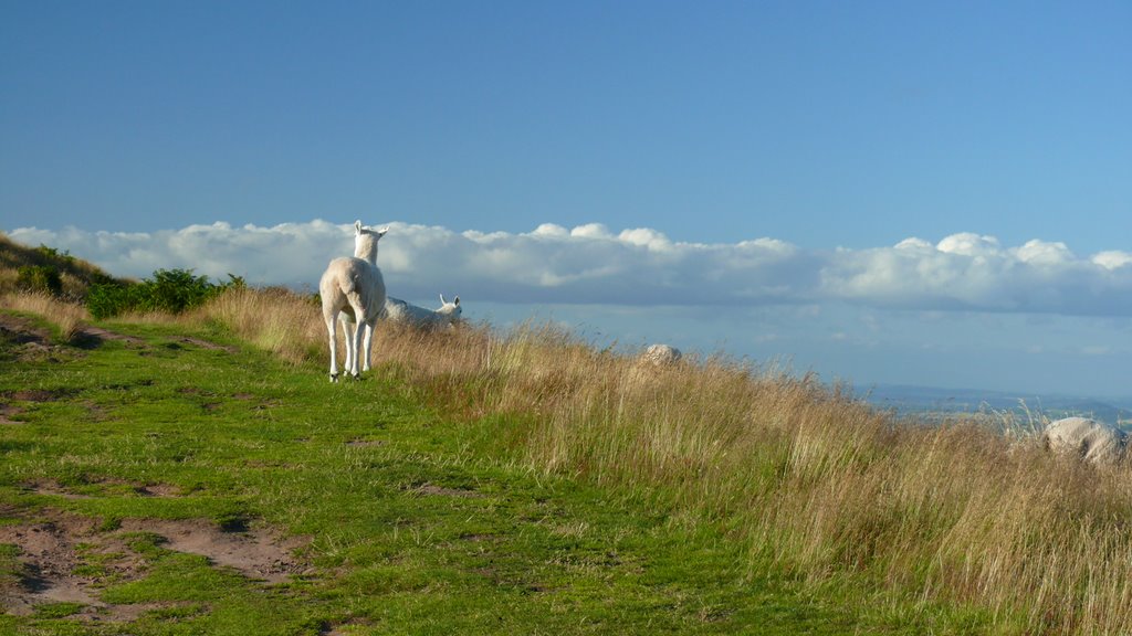 Sheep on the Ysgyryd Fawr (Skirrid Fawr) by vladosak