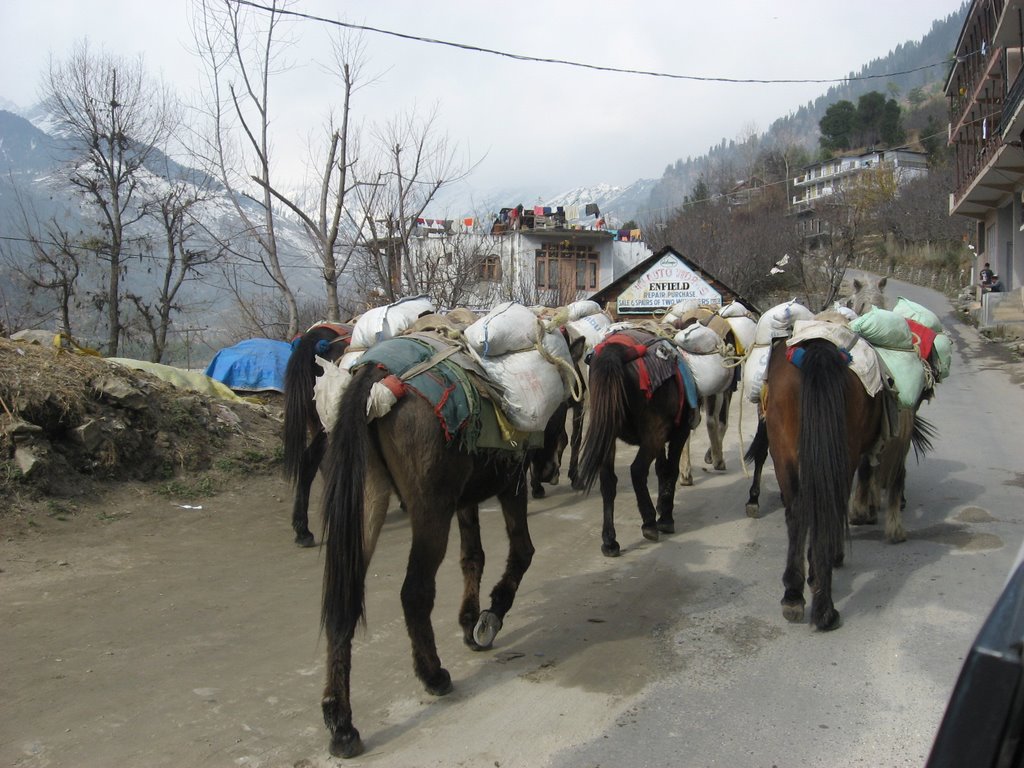 Caravan by Laxman Gunatilake