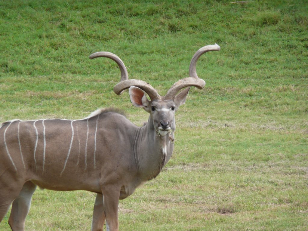 Large African Antelope, don't remember the name by Robert Newell