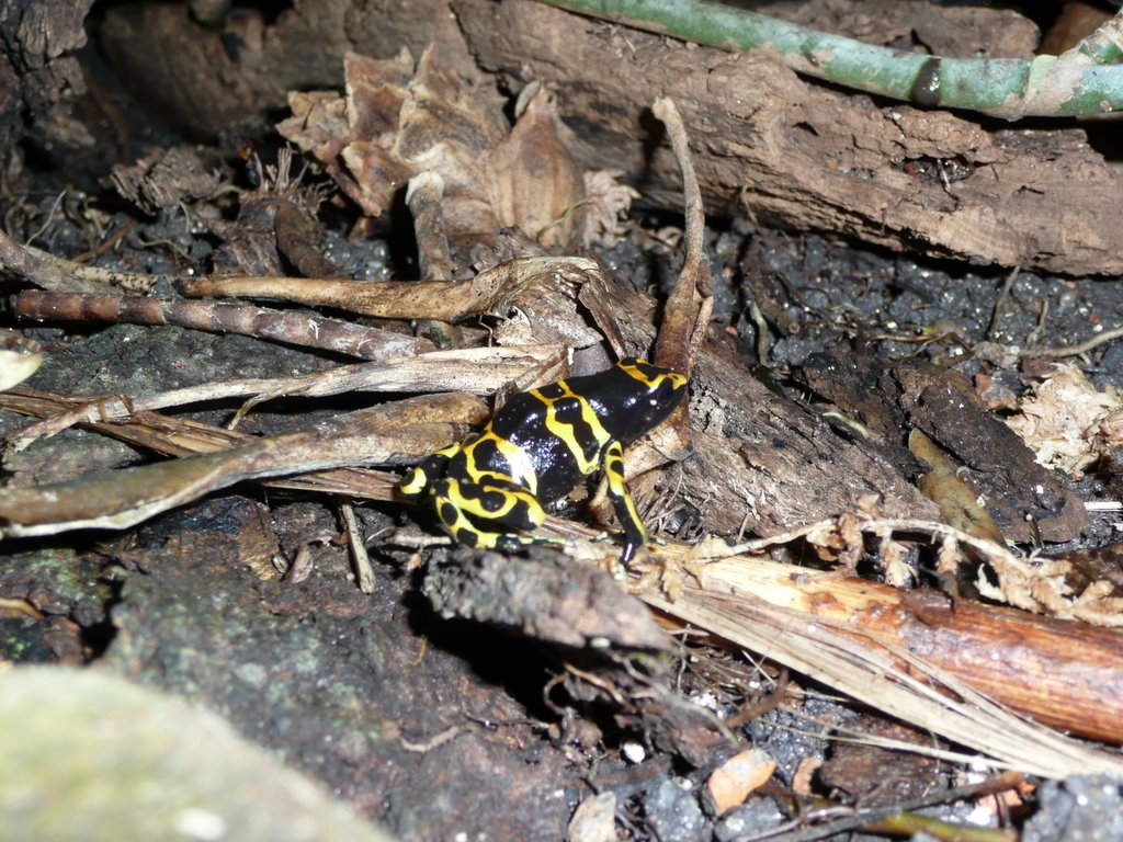 Poison Dart Frog by Robert Newell