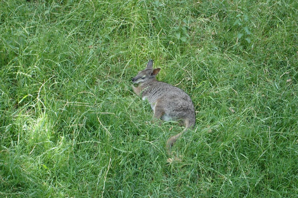 Wallabee by Robert Newell