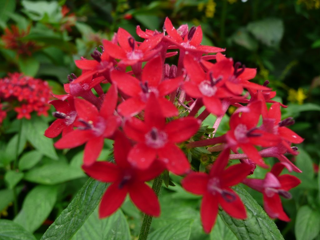 Red Flowers by Robert Newell