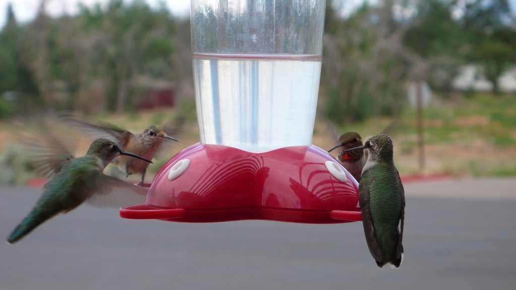 Hummingbirds at the Front Porch of Escalante Outfitters in Escalante, UT by M.-T. Broksche