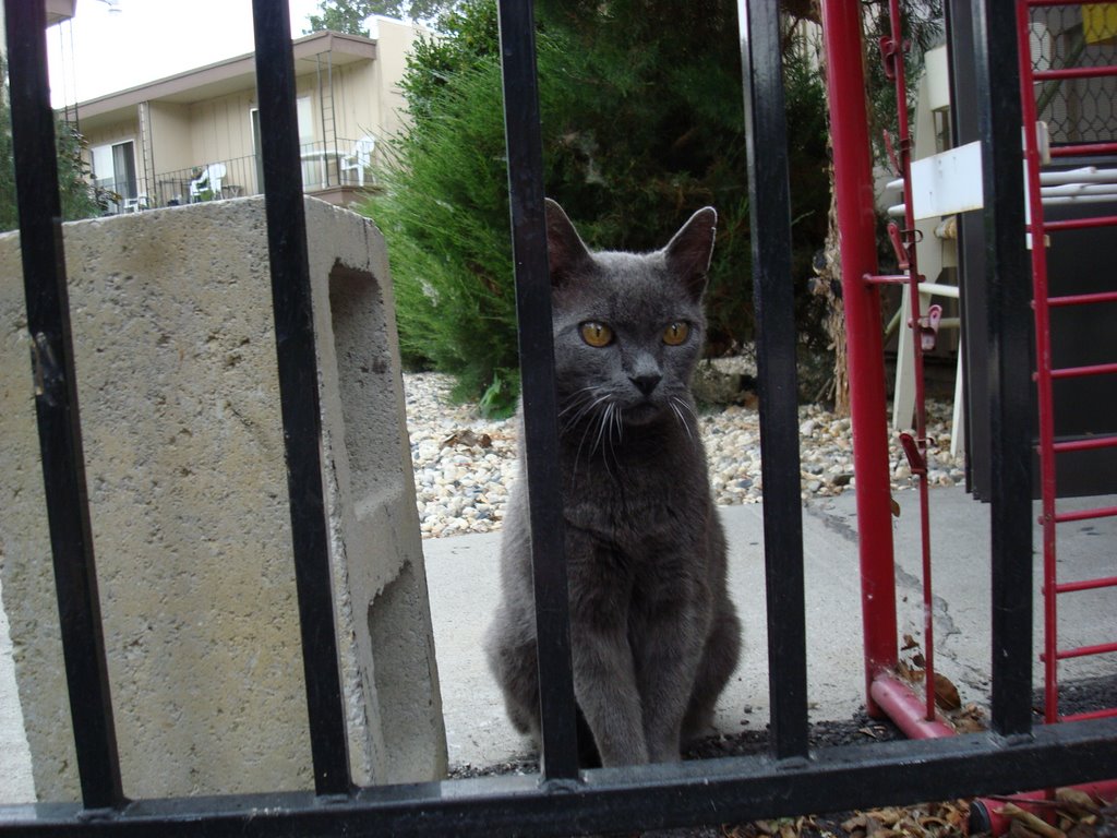 Freddy, the guard cat. by Don Bachman