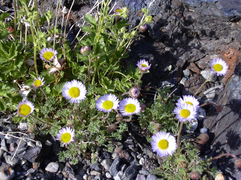 Spring Flowers on Cave Trail by Wenshott