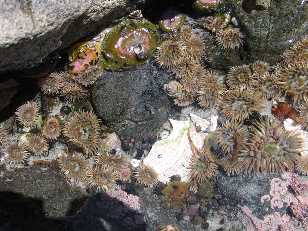 Sea Anemones in Wading Pool by Jonathan Arnold