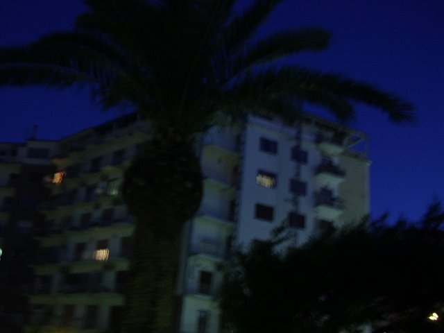 Palm in the night by gabriele napolitano