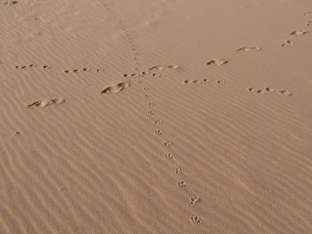 Spuren im Sand by Ulrich Pothmann