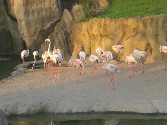 Flamincos disfrutando de la atardecer by Ellen.Brand