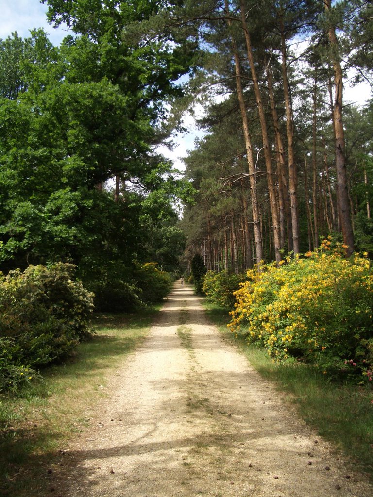 Alboretum by andraspeer