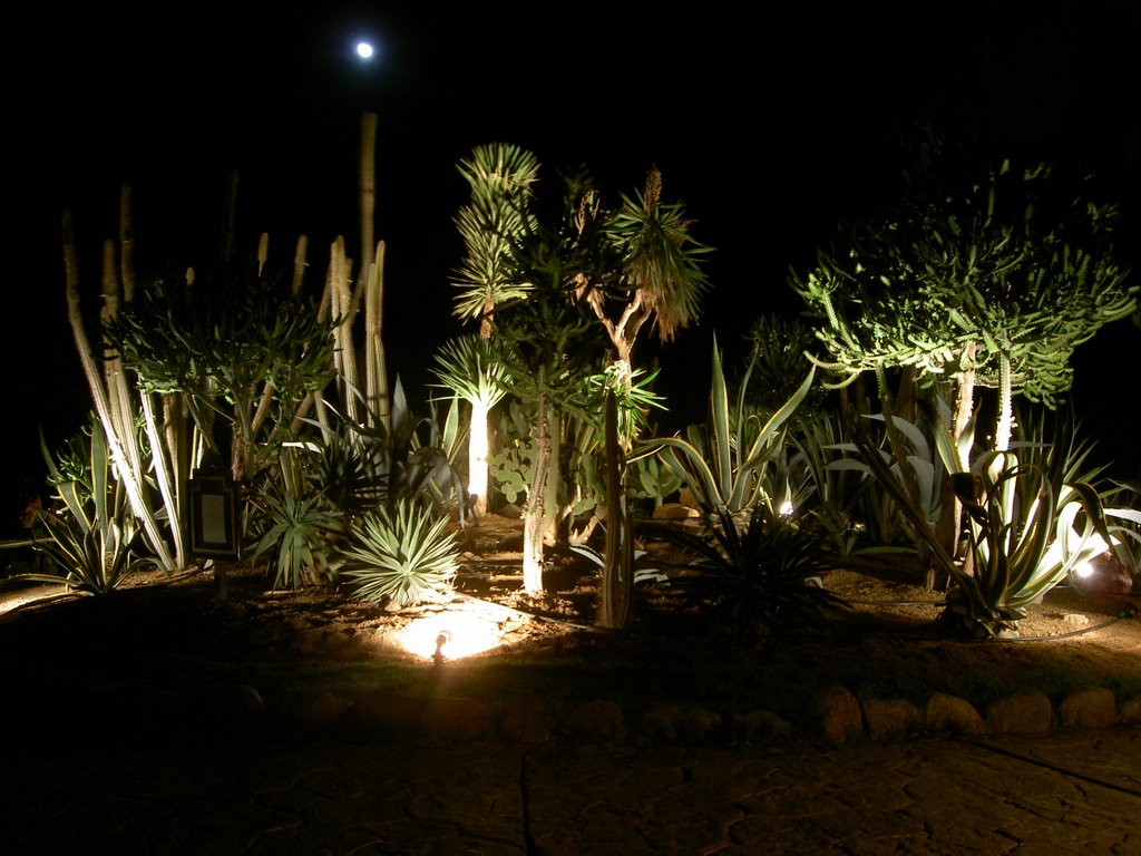 Nubian Village - garden in night by ip58