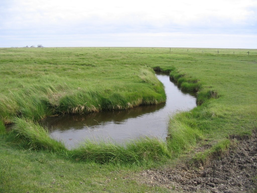 Salzwiesen bei St.Peter-Ording (Bühl) by Oliver Geiger