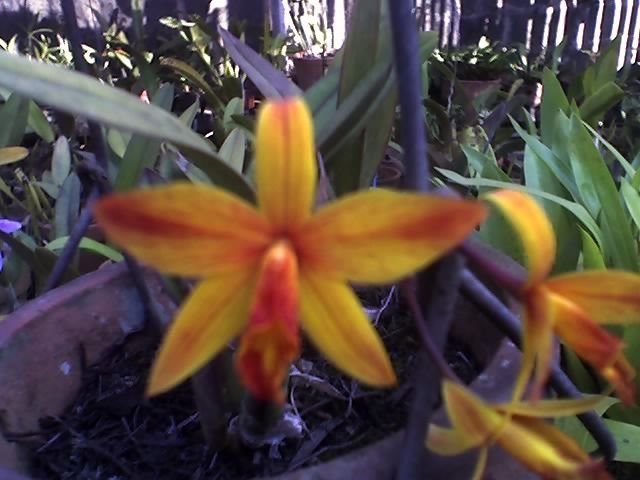 Orquídea (foto de Maria Vitória Marinelli Teixeira) by Luzia Frata