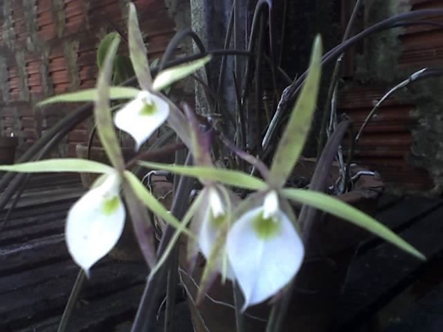 Orquídea (foto de Maria Vitória Marinelli Teixeira) by Luzia Frata