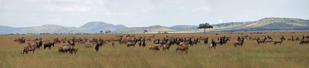 Topi in the Serengeti by geffer32