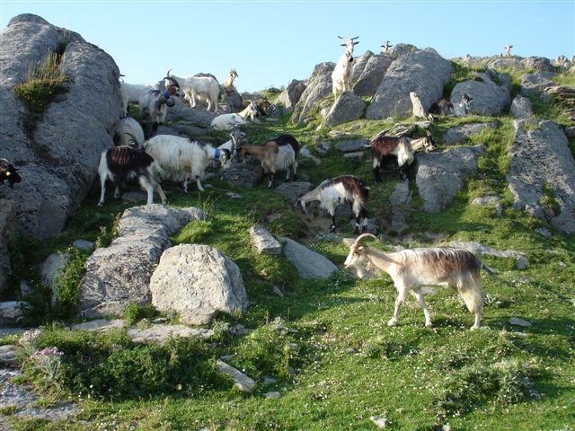 Cabras en La Piedra de San Martin by Floren Alvarez