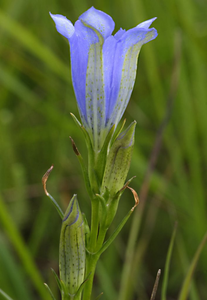 Marsh Gentian, Lungen-Enzian, Gentiane des marais, Goryczka wąskolistna, Klokjesgentiaan (Gentiana pneumonanthe) by Erik van den Ham