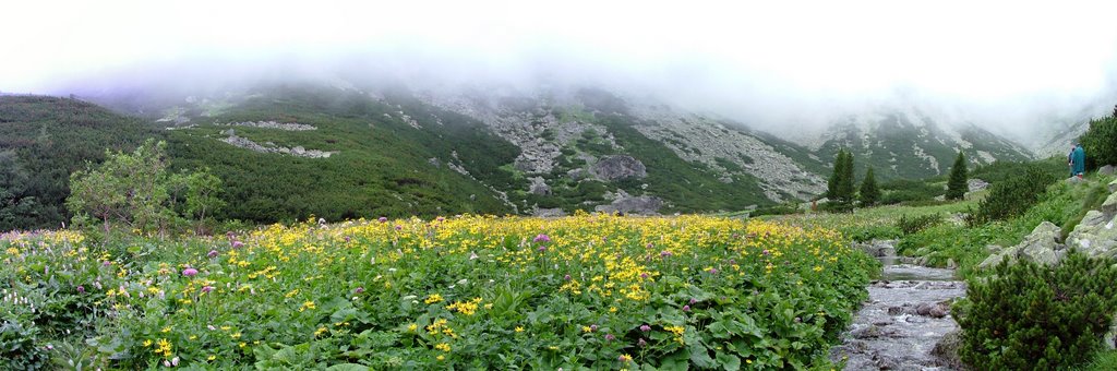 Panorama, Flowers - Virágok by angabor