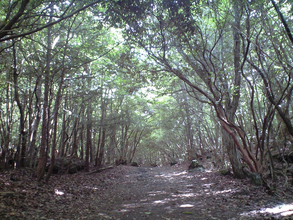 (Other), Narusawa, Minamitsuru District, Yamanashi Prefecture 401-0320, Japan by 春田雅之