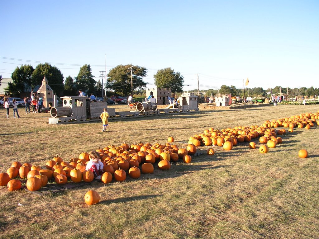 Pumpkin Picking, Southampton, NY by Curt Hillebrand