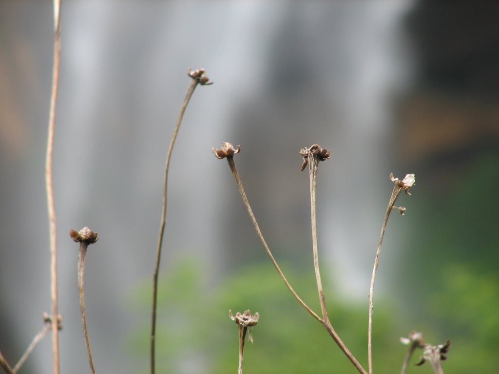 Waterfalls behind dead flowers by vj-krish