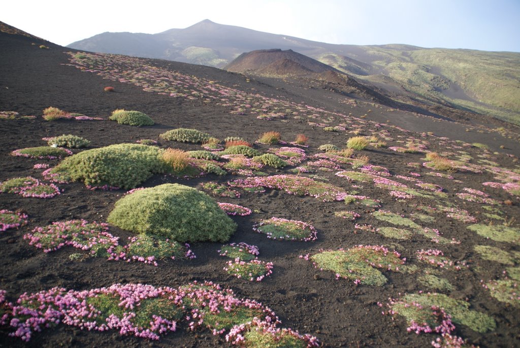 Jardins de l'Etna (1) by Jordi Cruells Ros