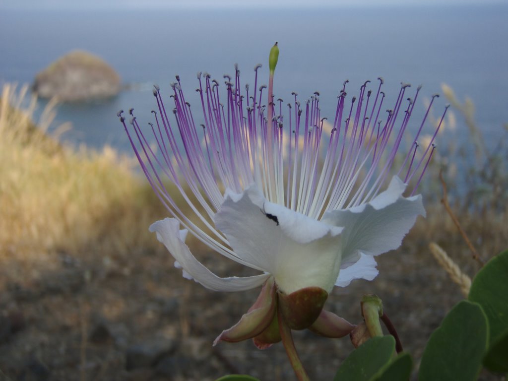 La flor de la tàpera - Pollara by Jordi Cruells Ros