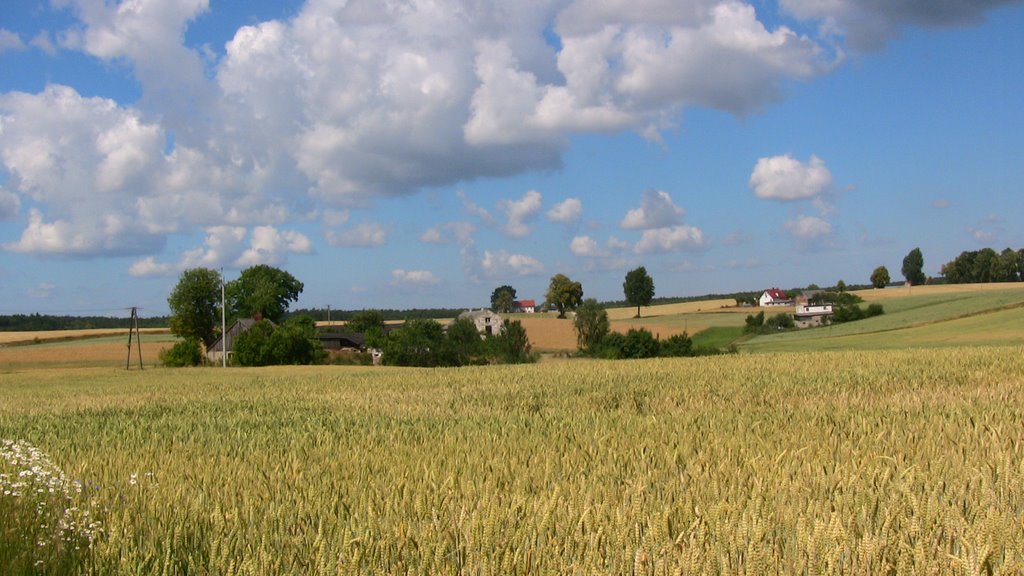 Radomno - wśród łanów zbóż by Mieczysław Berezowski