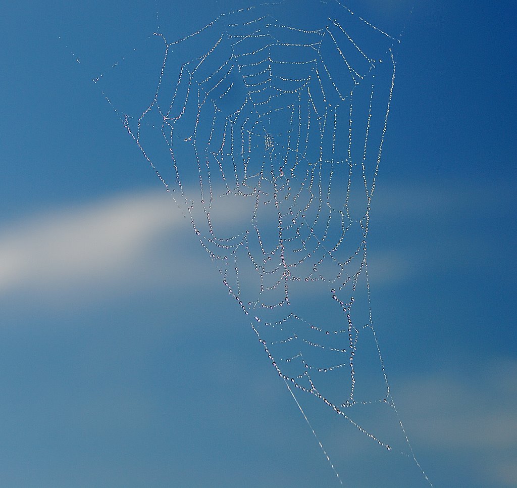 Drops of water on cobweb like a kite by Wlodzimierz Poznansk…