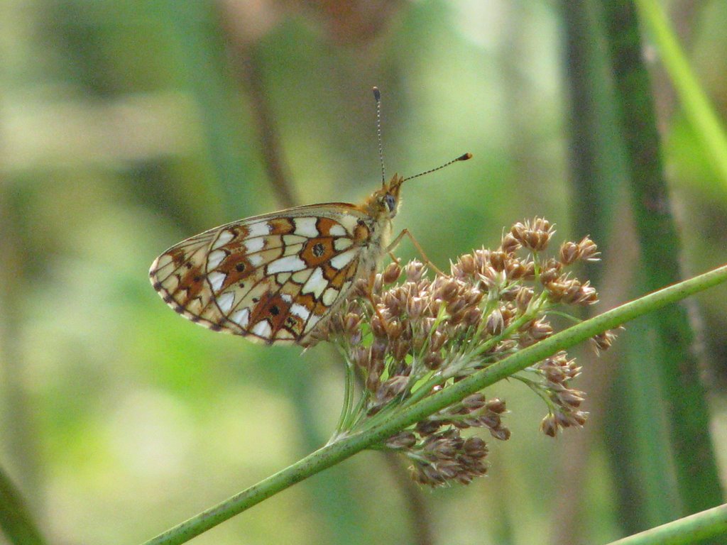 BOLORIA SELENE by IVADIS no VIEWS