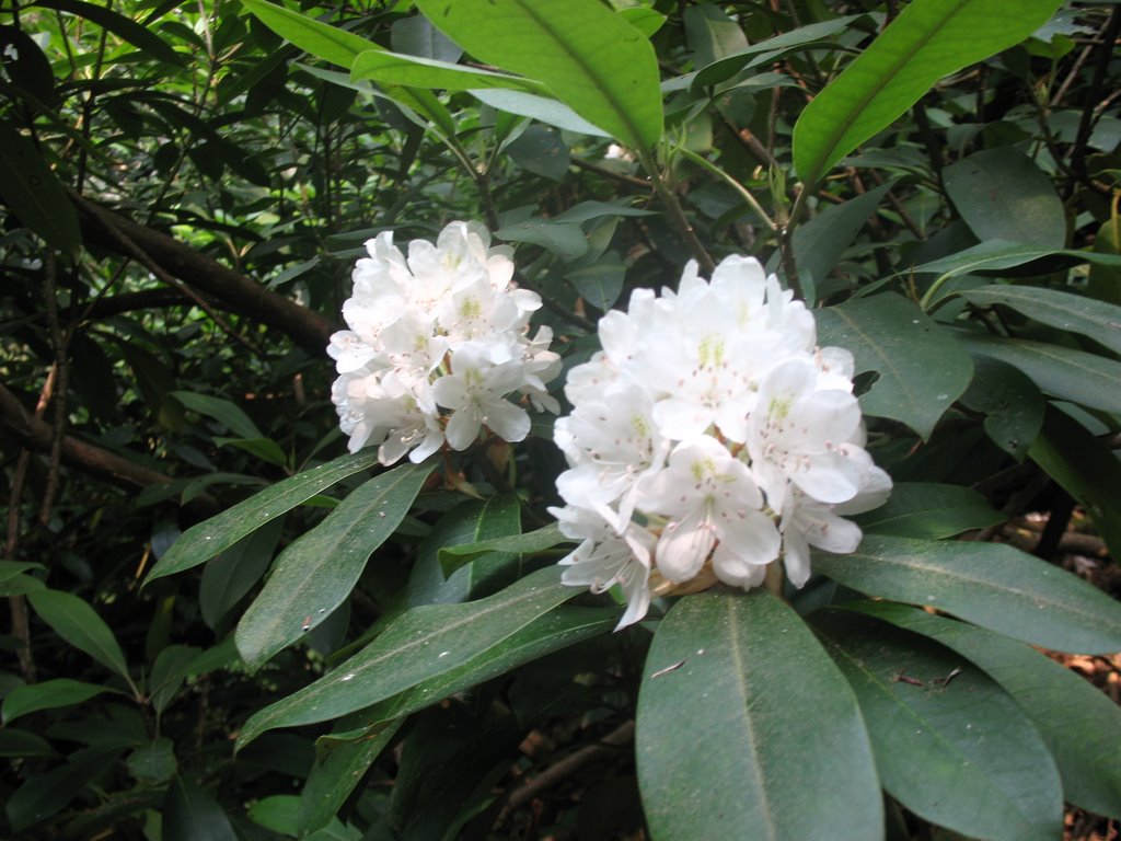 Wild Rhododendron by Susanna Varga