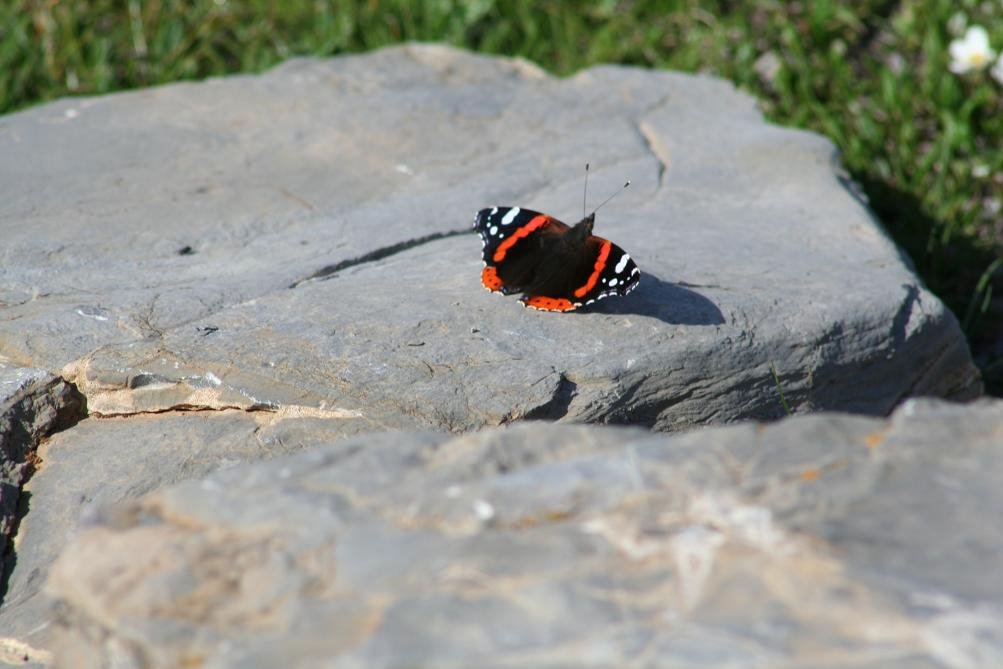 Vanessa atalanta, sulla cima del Monte Saccarello (Alpi Liguri) by Roberto Tarabella