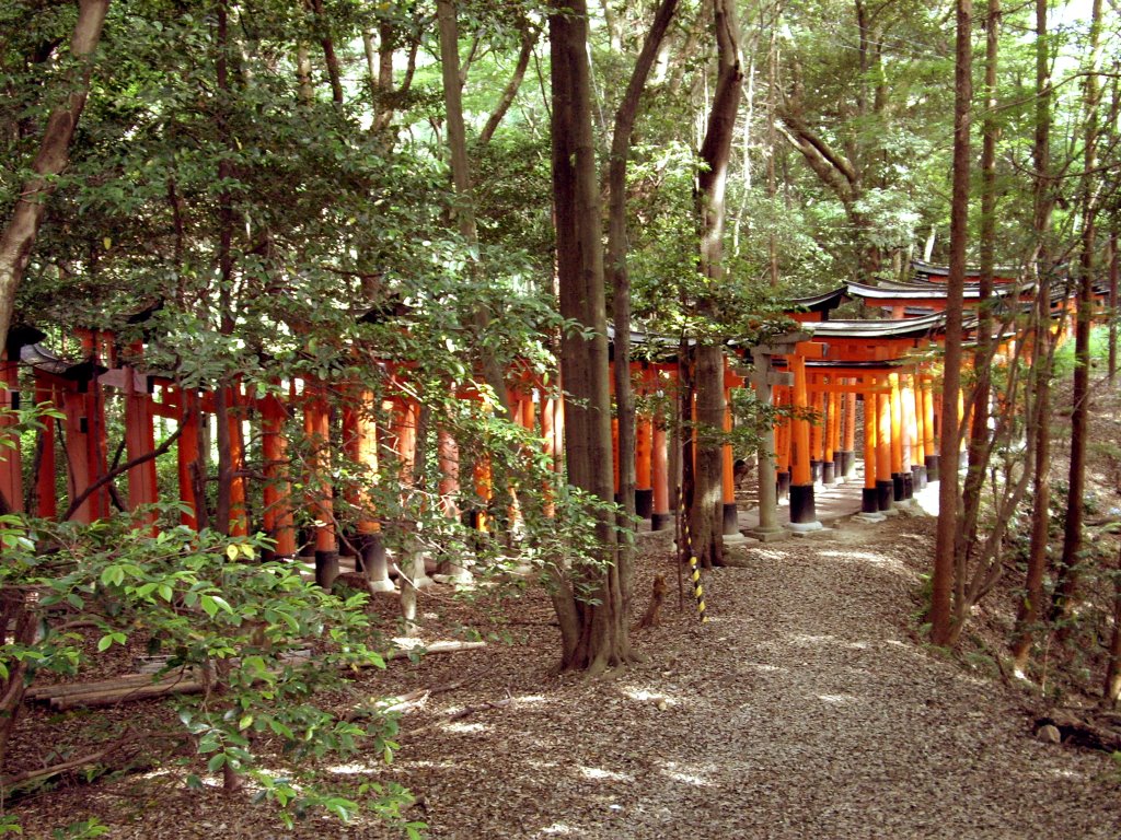 Torii in the woods at Fushimi Inari Shrine, Kyoto by Todd Stradford