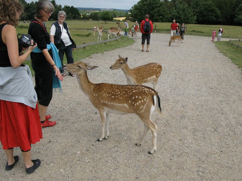 Tame deer in Skandinavisk Dyrepark by mugge62