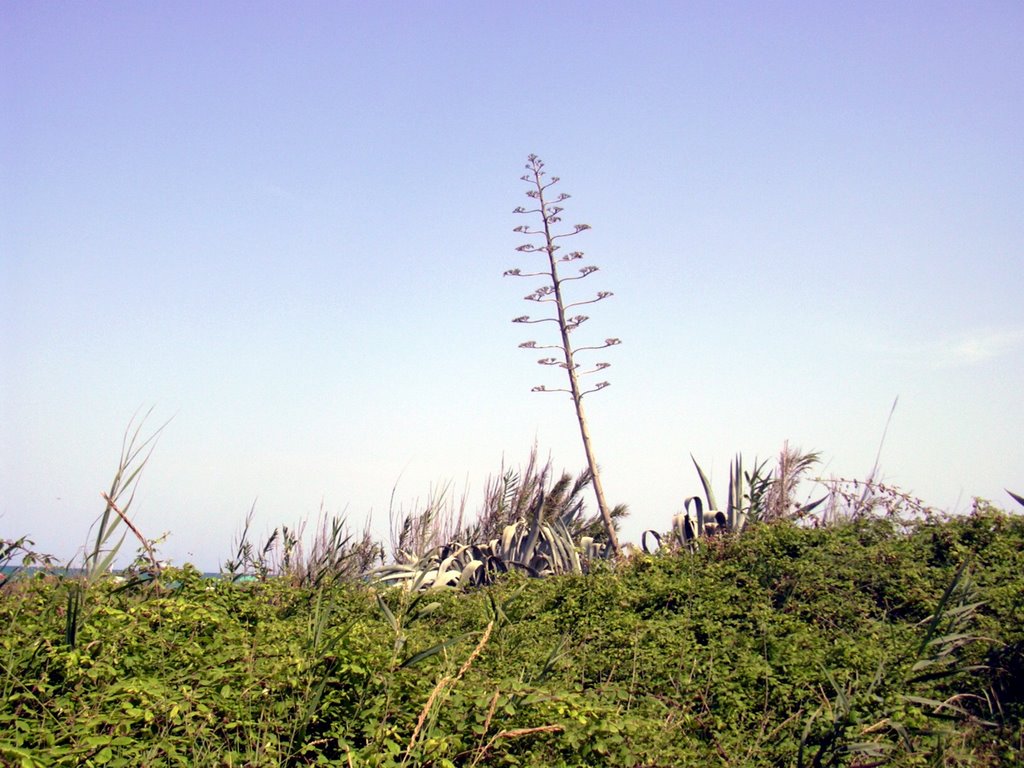 Pinedo -Platja de l'Arbre de Gos 3 by Ratpenat