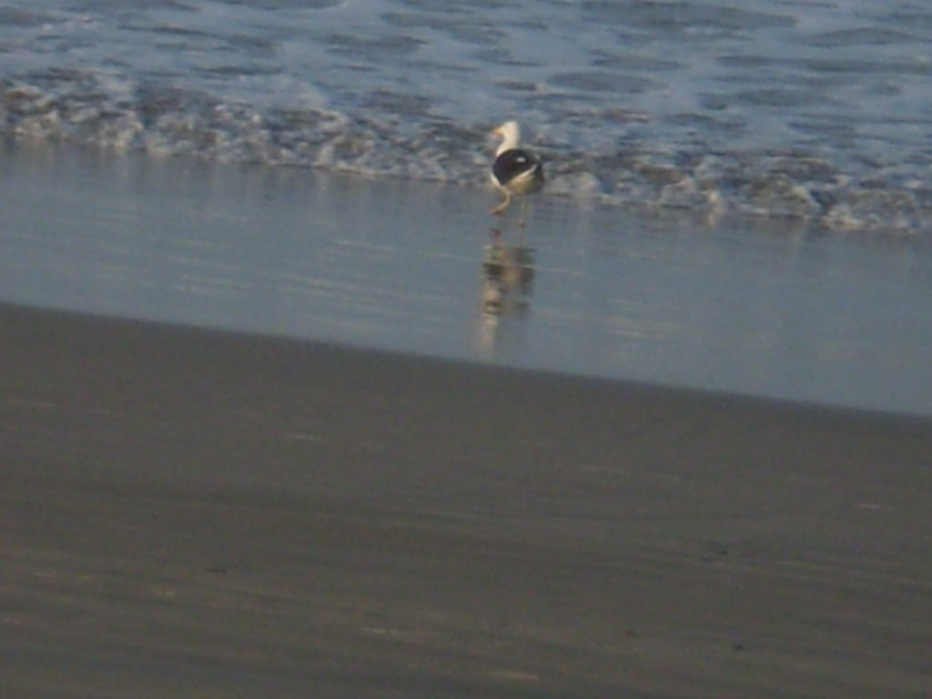 Pássaro na Meia Praia SC (foto:Mentore Conti) by Mentore Conti