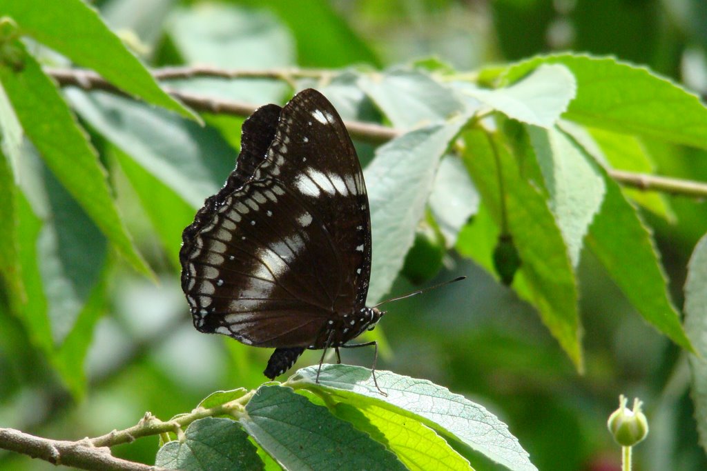 Bướm Giáp đen - tên khoa học (Hypolimnas bolina) by Nhựt Trịnh Minh