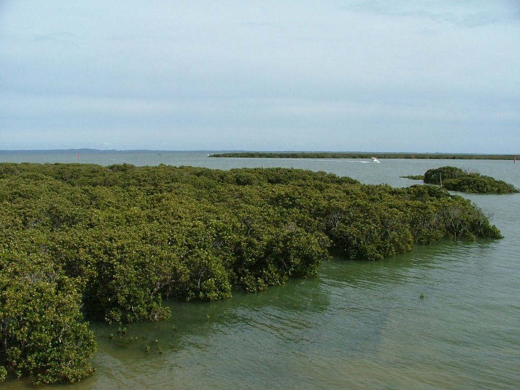 Mangroves at Tooradin by AlanThwaites